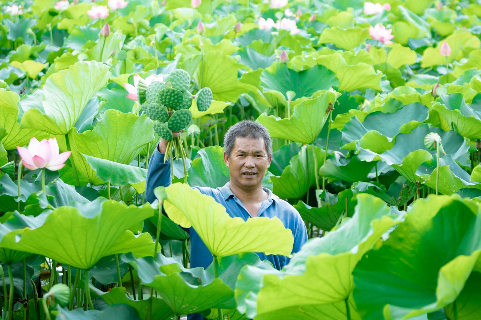 Nuôi cá đồng dưới đầm sen tốt um, hễ bẻ hoa, bắt cá lên là ông nông dân Bắc Giang bán hết veo- Ảnh 1.